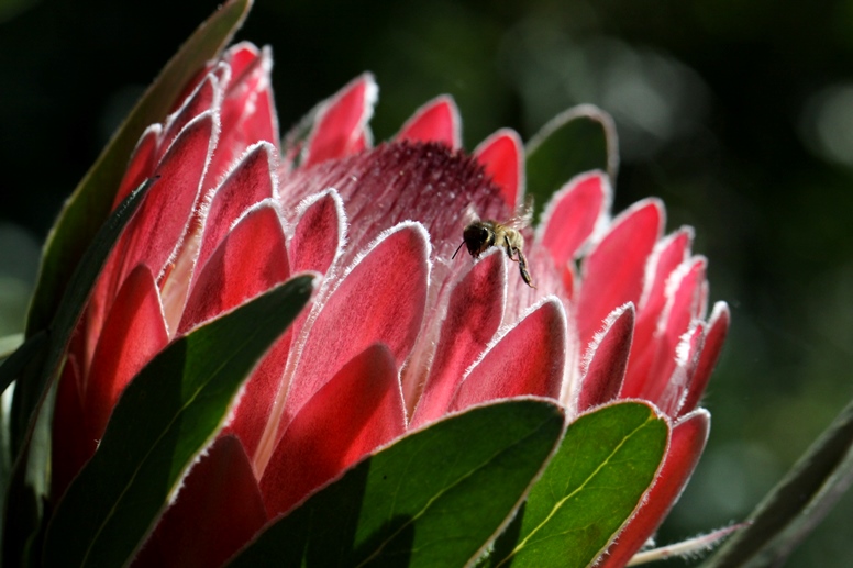 protea